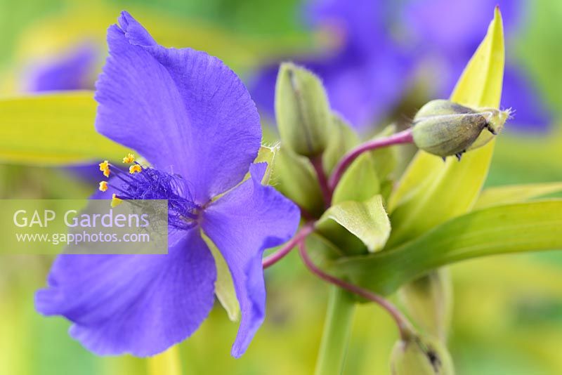Tradescantia - Andersoniana Group - 'Sweet Kate'. Spider lily, Trinity flower, July