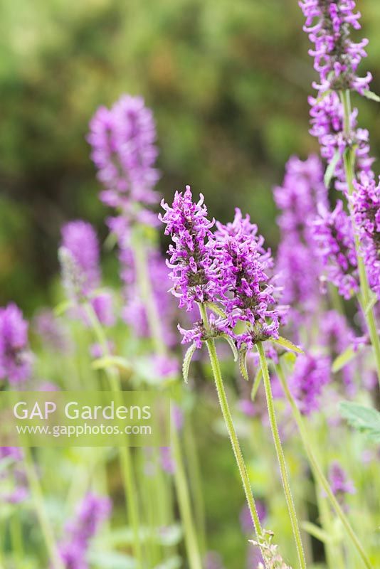 Stachys officinalis 