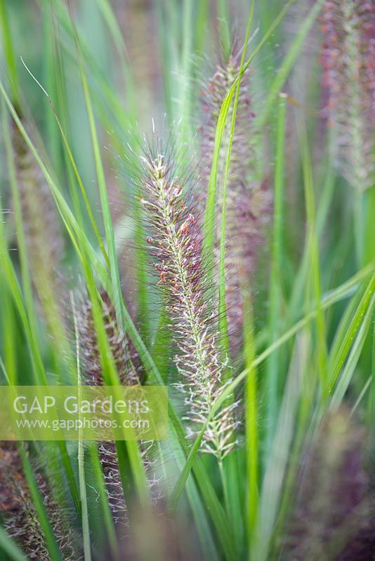 Pennisetum alopecuroides 'Redhead' - Chinese fountain grass