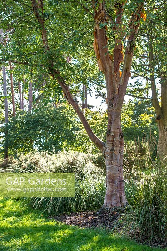 Betula albosinensis 'Red panda' AGM, Pennisetum macrourum, Calamagrostis acutiflora 'Karl Foerster'