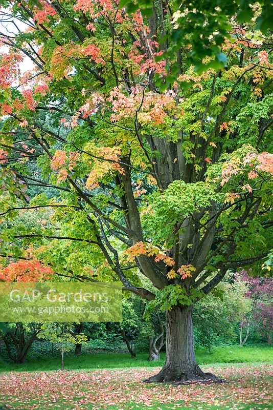 Acer saccharum subsp nigrum