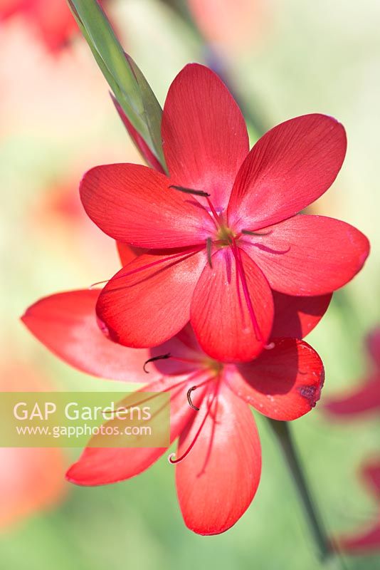 Hesperantha coccinea 'Major'- crimson flag lily 