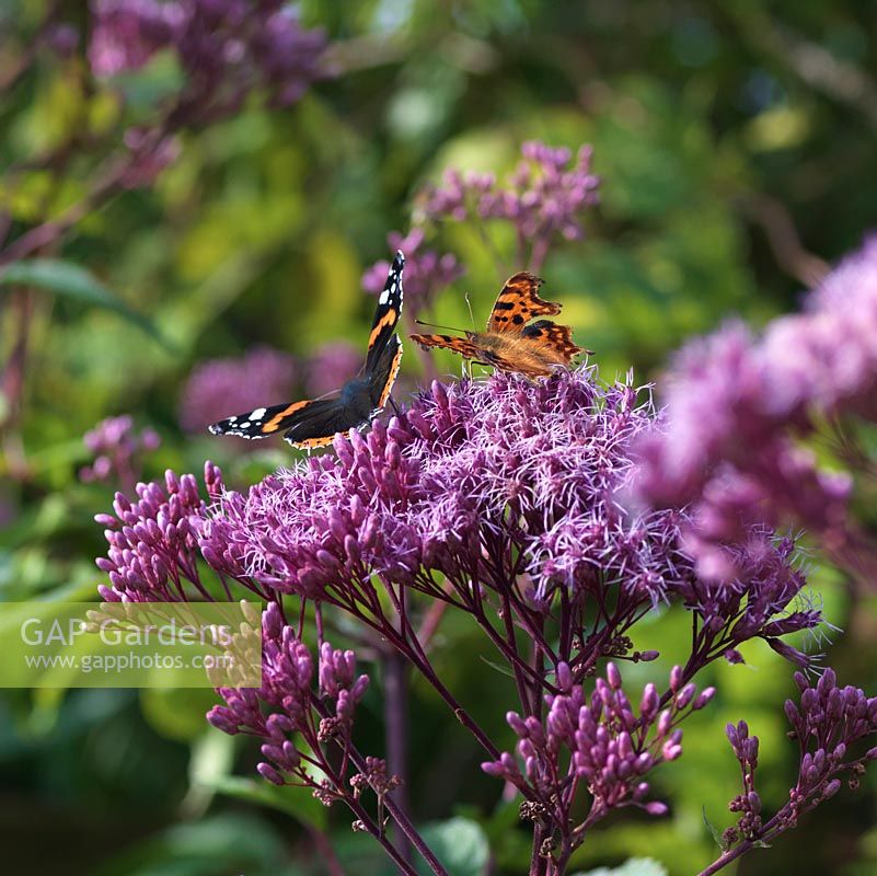 Red Admiral and Comma butterfly land on Eupatorium cannabinum, hemp agrimony, a tall perennial which, in summer and autumn, bears flat heads of tiny pink flowers loved by bees and butterflies. Comma in background.
