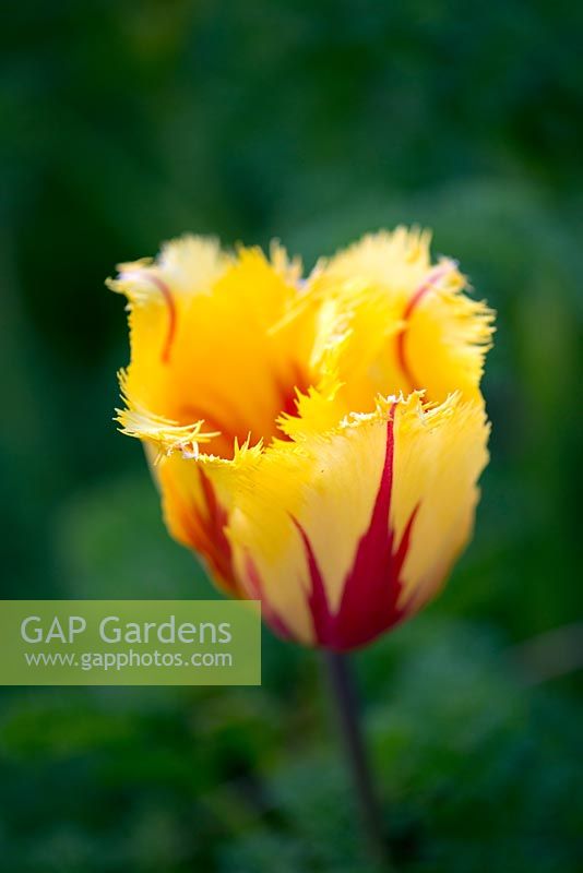 Tulipa 'Flamenco', a fringed tulip, flowering in April.
