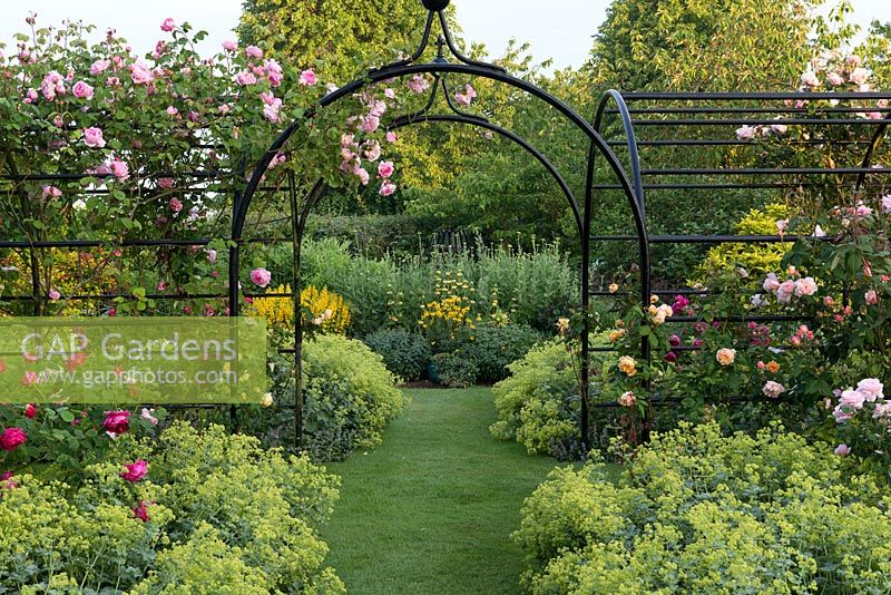 A grass path beneath a metal rose covered pergola underplanted with Alchemilla mollis.