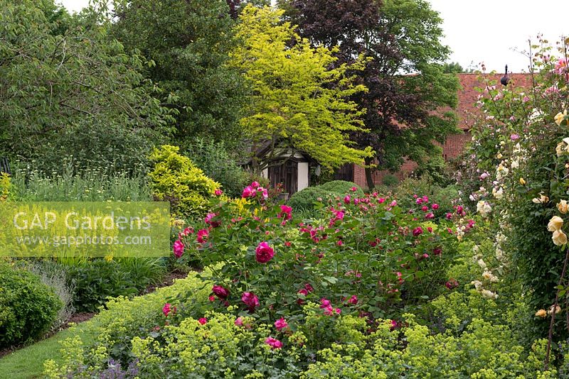 A country garden with mixed borders. On the right, rosa and alchemilla. Left, lysimachia, phlomis 