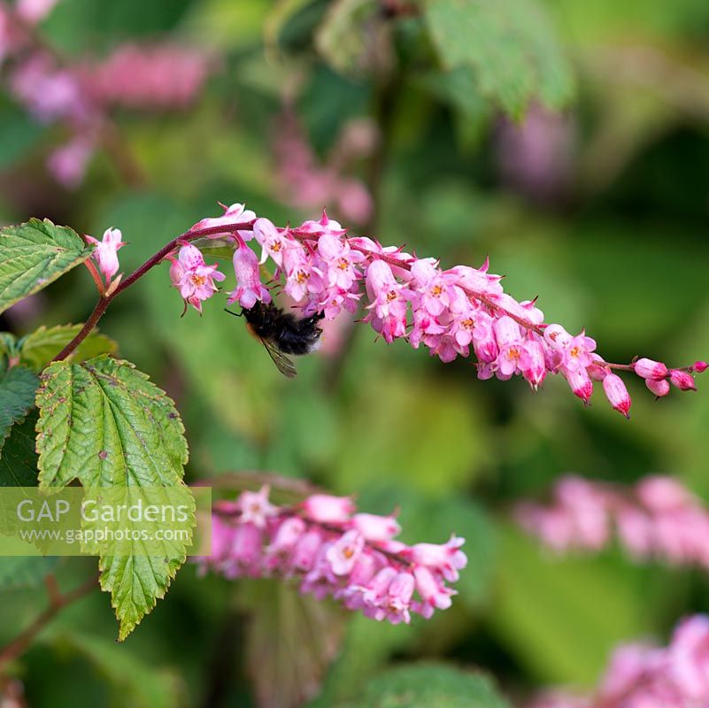 Neillia thibetica, deciduous shrub, June.