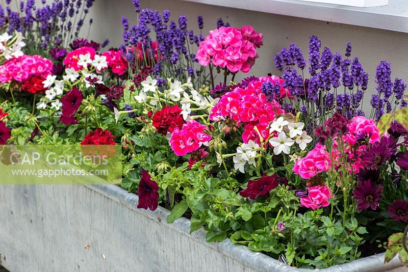 A large metal trough planted with pelargoniums, petunias, nicotiana and lavender.