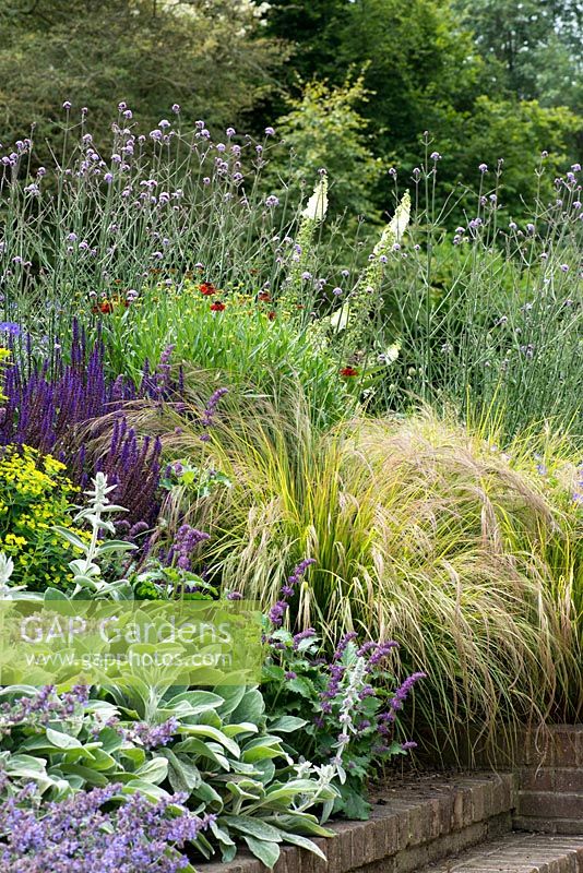 A sloped bank planted with Stachys 'Big Ears', Salvia 'Purple Rain', Salvia 'Caradonna', Stipa arundinacea, Verbena bonariensis, Helenium 'Moerheim Beauty' and Digitalis 'Alba'.