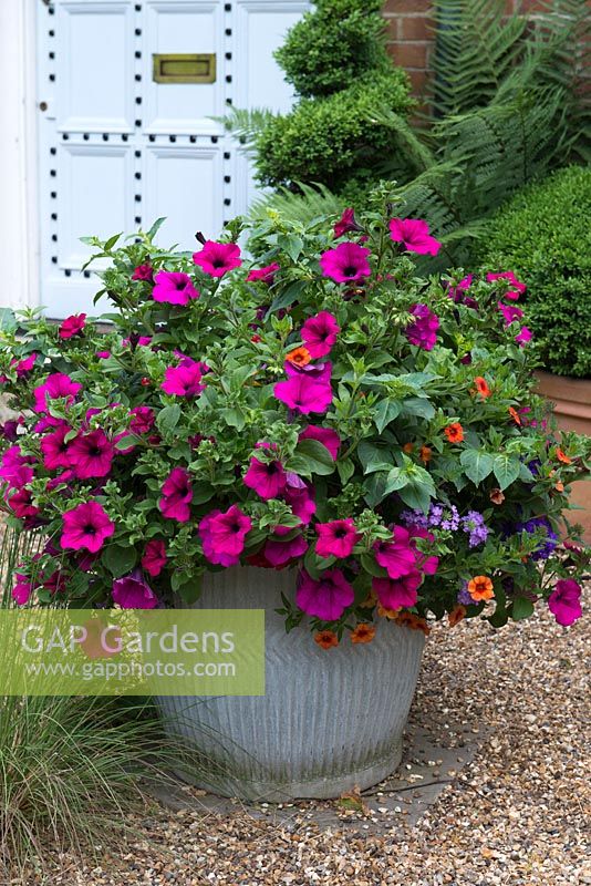 An anuual container planted with colouful petunias, calibrachoa and verbena.