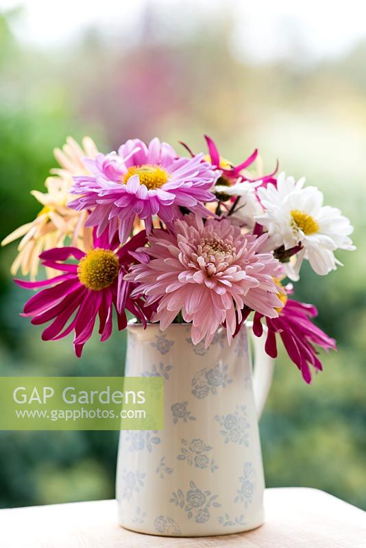 Milk autumn jug of Chrysanthemums pink 'Sweetheart', 'Royal Sport' and 'Bretforton Road', white 'Poesie'.