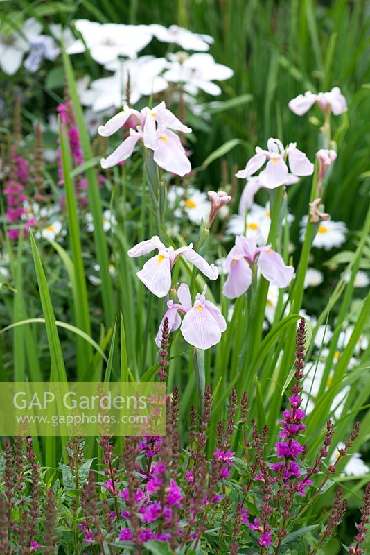 Iris ensata 'Rose Queen', with rose pink flowers and evergreen leaves, this moisture loving iris can be used as a marginal pond plant.