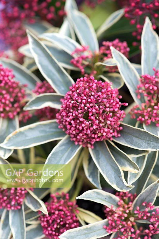 Skimmia japonica 'Magic Marlot', evergreen shrub with cream striped foliage, and red flowers in winter.