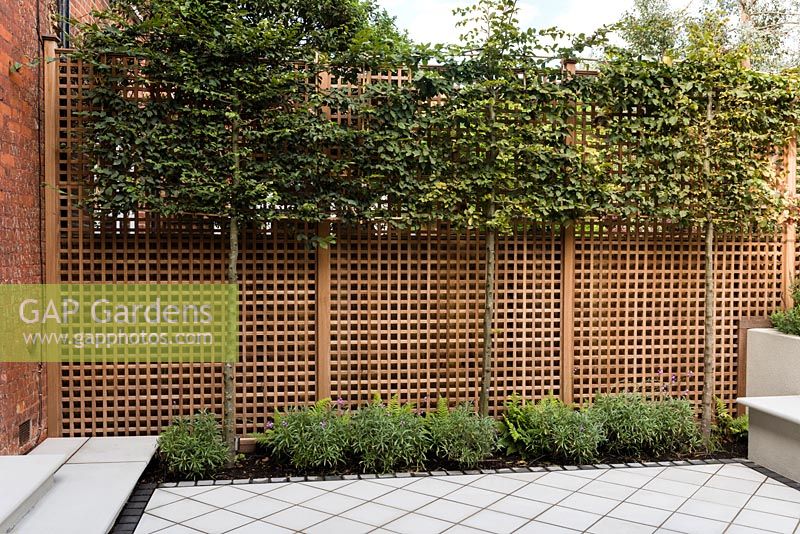 Pleached hornbeam with Erusium 'Bowles Mauve'