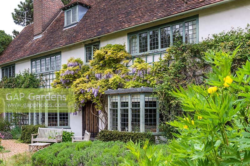 Wisteria sinensis trained on wall of Art's and Craft's house designed by Baillie Scott