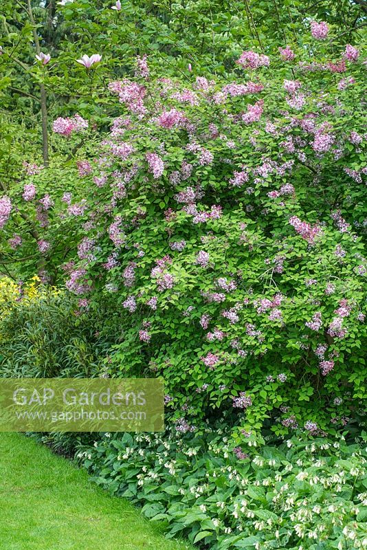 Syringa meyeri in border with symphytum