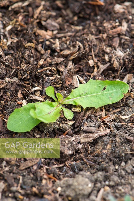 Seedling of dandelion.