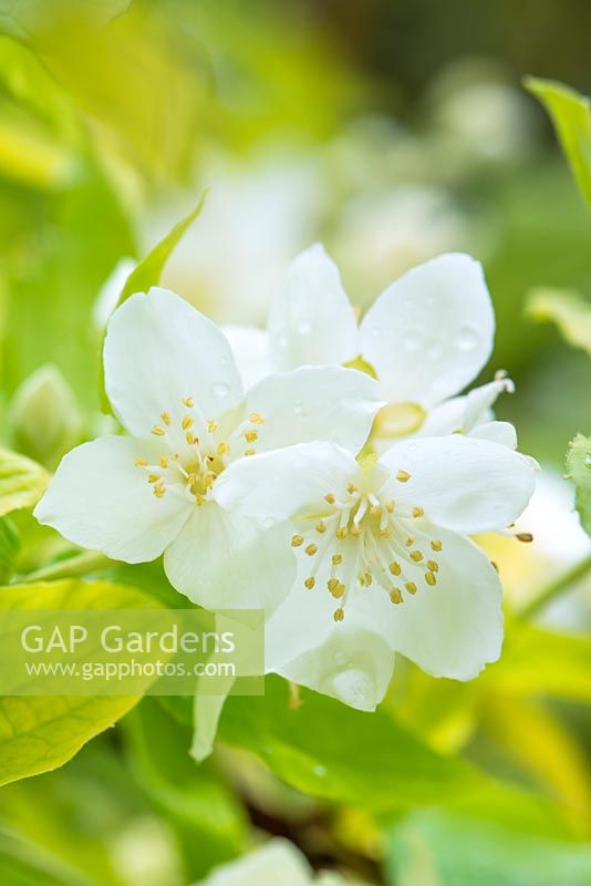 Philadelphus coronarius 'Aureus'