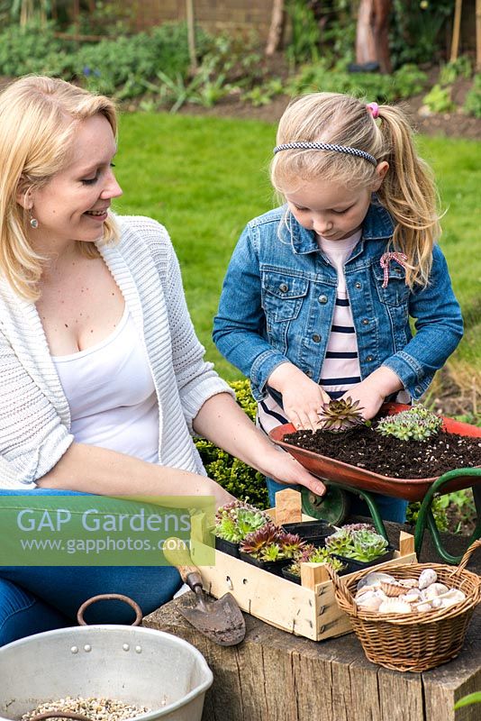 Child planting toy wheelbarrow with succulents. Step 5: Place the plants  with sufficient space around for them to grow into.