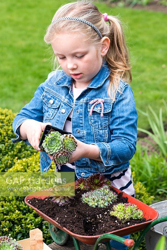 Child planting toy wheelbarrow with succulents. Step 6: Place plants in each corner.