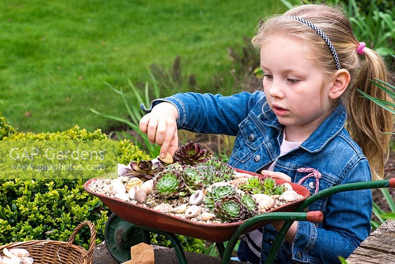 Child planting toy wheelbarrow with succulents. Step 10: Add sea shells for decoration.