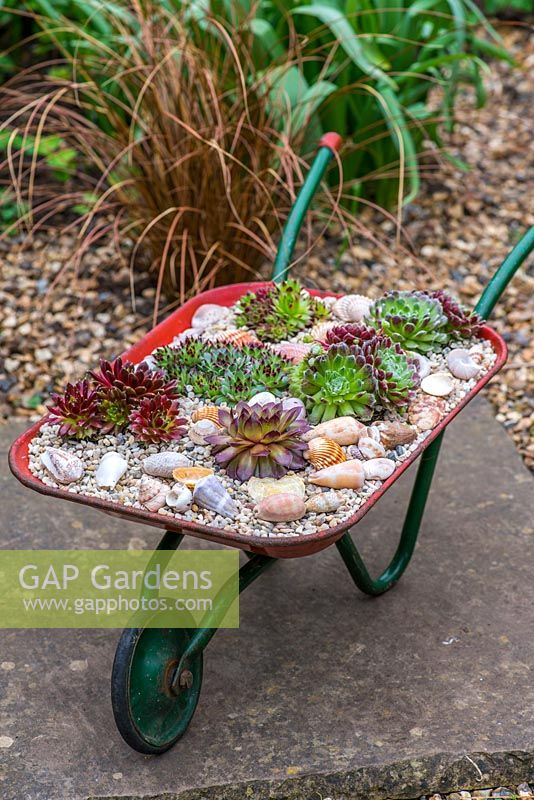 A vintage toy wheelbarrow with succulent Sempervivum plants.