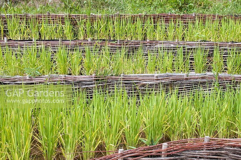 Planted Oryza - Rice in rows on a slope like an original rice field 
