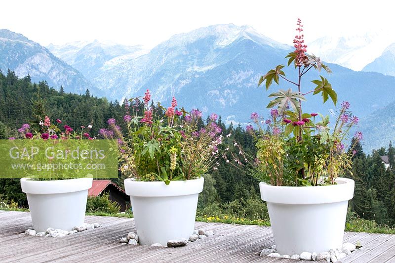 Large white pots with colour themed planting of Ricinus communis Eucomis Zinnia Gaura and Cleome on decking overlooking snow capped mountains in the Alps Jardin des Cimes Chamonix, France, July