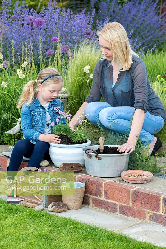 Planting a seaside container step by step: Step 4: Add sea pinks - Armeria maritima.