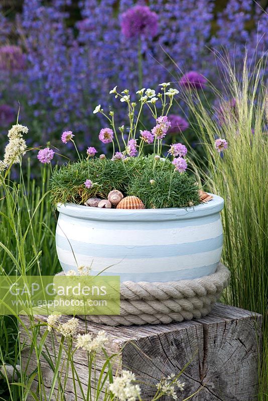 Terracotta pot painted in seaside themed colours. Planted with sea pinks and mossy saxifrage, and mulched with sea shells. Placed on oak cube, in contemporary setting of ornamental grasses.