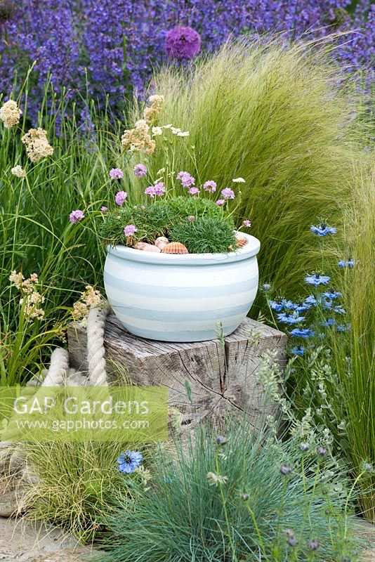 Terracotta pot painted in seaside themed colours. Planted with sea pinks and mossy saxifrage, and mulched with sea shells. Placed on oak cube, in contemporary setting of ornamental grasses.