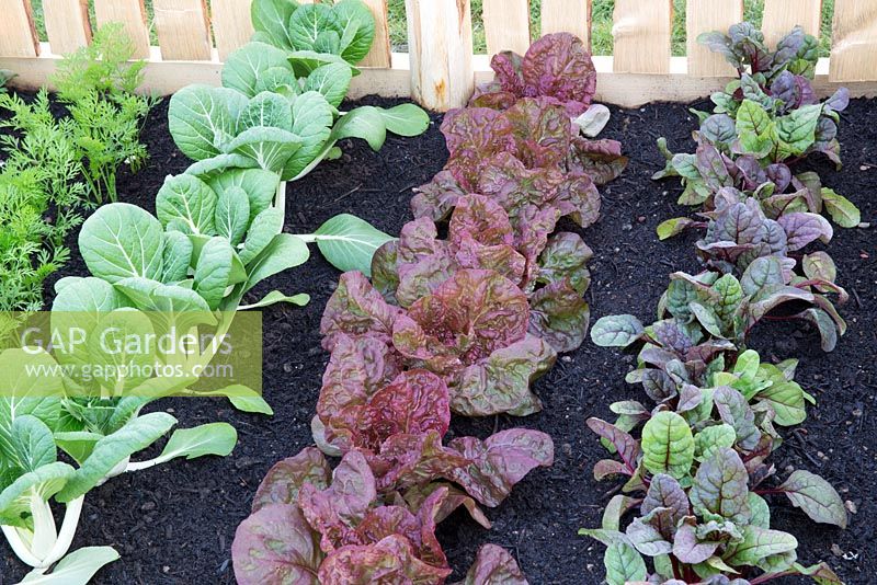 Small vegetable patch in garden with beetroot, red lettuce, Pak Choi, carrots  - The Sanctuary Garden for St Michael's Hospice, designed by Hannah Genders, RHS Malvern Spring Festival 2015