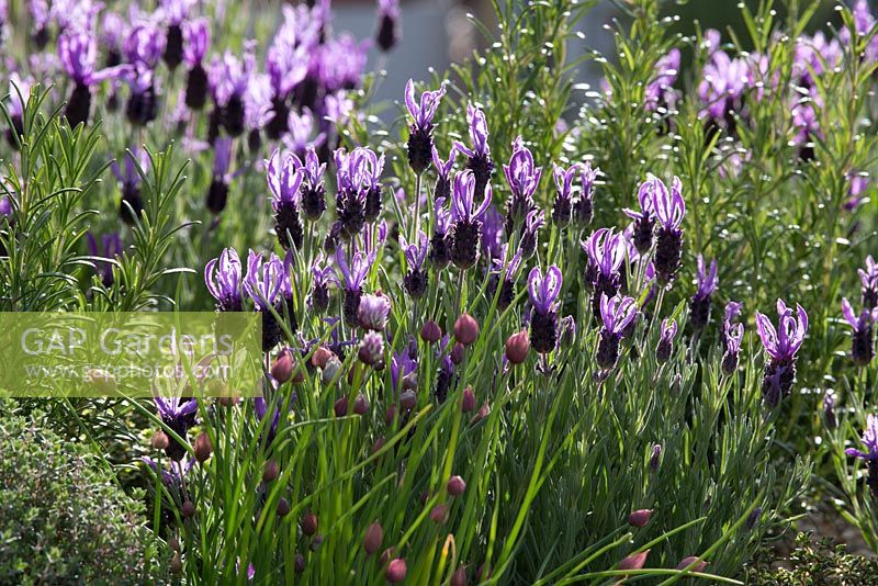 French lavender - The Bees Knees, silver gilt, designed by Martyn Wilson. Malvern spring Festival RHS show 2015