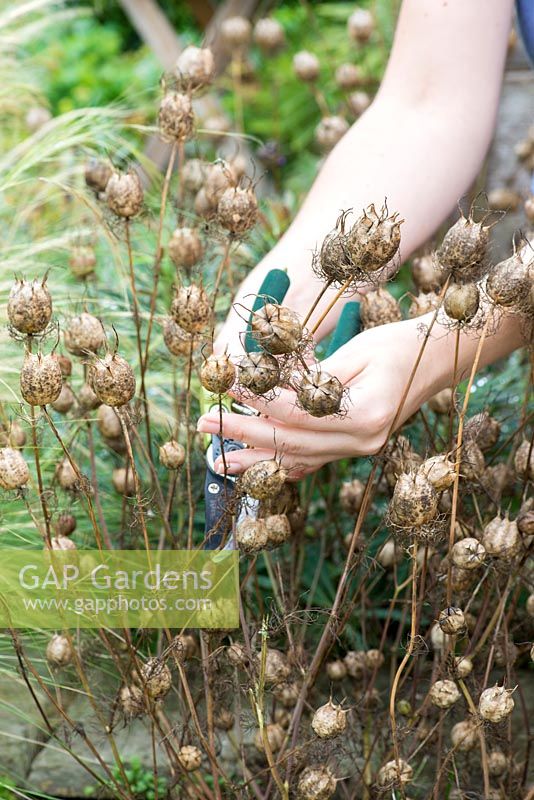 Cutting love-in-the-mist - nigella, seed heads to dry for table decorations.