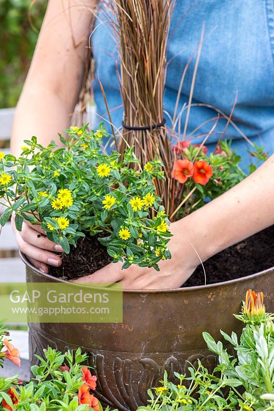 Planting a copper pot with hot coloured plants. Place the Sanvitalia procumbens by the side of the container so it can trail over the edge.