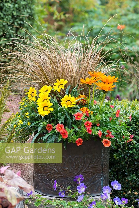 Copper pot with hot coloured plants: Calibrachoa 'Million Bells Crackling Fire', French marigolds, Sanvitalia procumbens, Gazania 'Gazoo Orange', Gazania 'Gazoo Clear Yellow' and Carex comans 'Milk Chocolate'.