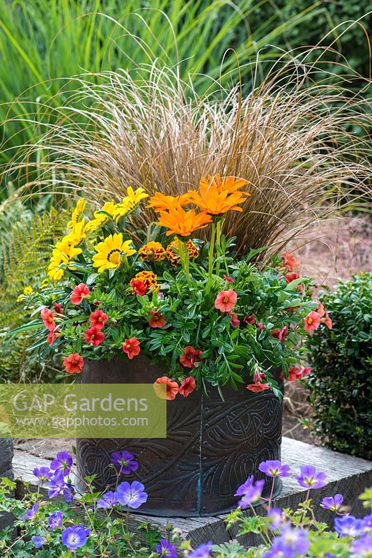 Copper pot with hot coloured plants: Calibrachoa 'Million Bells Crackling Fire', French marigolds, Sanvitalia procumbens, Gazania 'Gazoo Orange', Gazania 'Gazoo Clear Yellow' and Carex comans 'Milk Chocolate'.