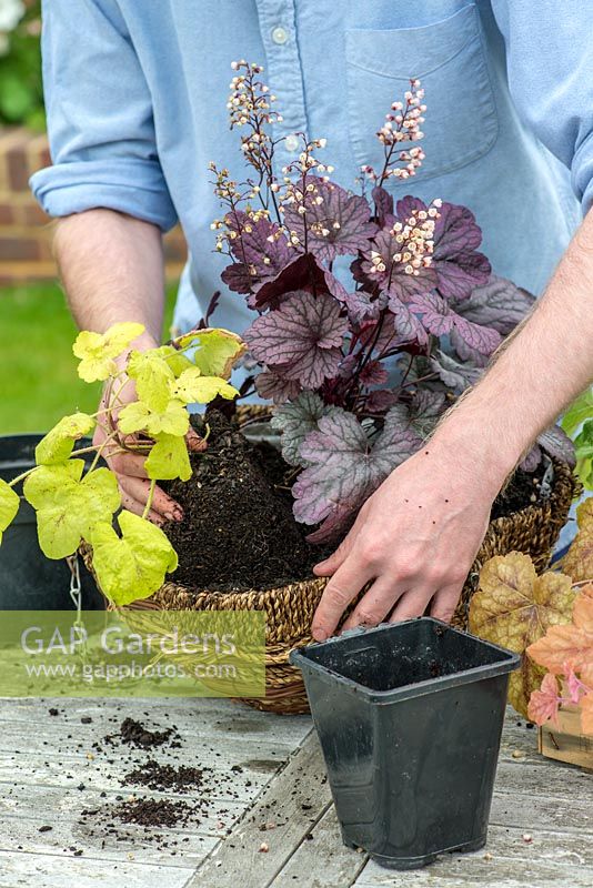 Planting a foliage hanging basket. On the side, plant trailing Heucherella 'Yellowstone Falls'.