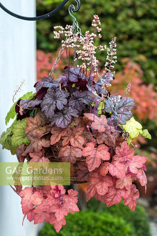 Foliage hanging basket with Heuchera 'Shanghai' in the middle, edged by trailing Heucherellas 'Glacier Falls', Redstone Falls' and 'Yellowstone Falls.' 8 weeks after planting.