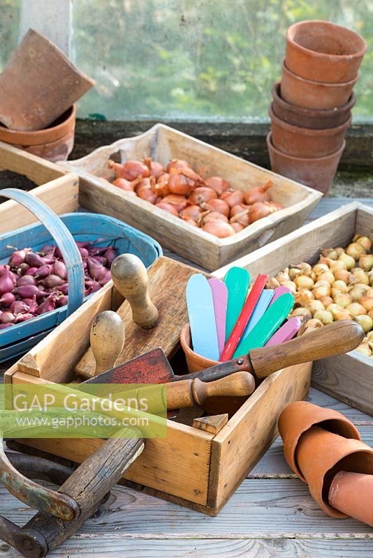 Springtime potting bench scene with trays of shallots and onion sets, hand tools,labels and other gardening items.