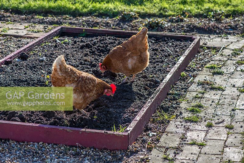 Pet hybrid hens, being allowed to forage in raised bed prior to sowing, England, February.