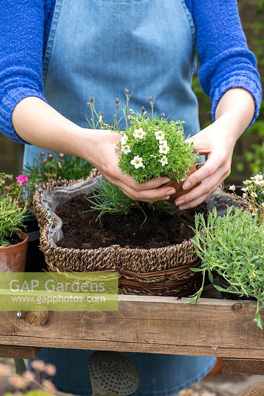 Planting a May hanging basket. Step 5: planting a mossy clump of Saxifraga 'White Star'.