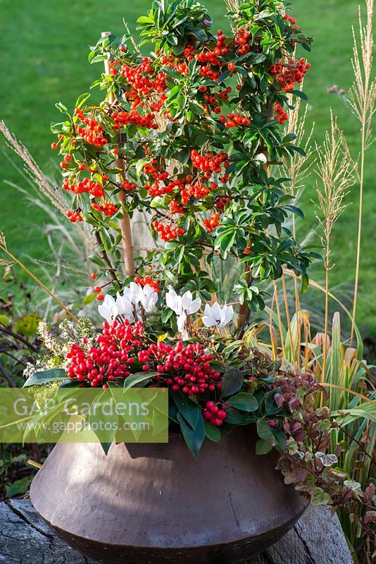 A copper pot in autumn planted with ivy, white cyclamen and heather, and red berried plants Skimmia japonica subsp. reevesiana, Pyracantha coccinea or firethorn, and Gaultheria procumbens or checkerberry.