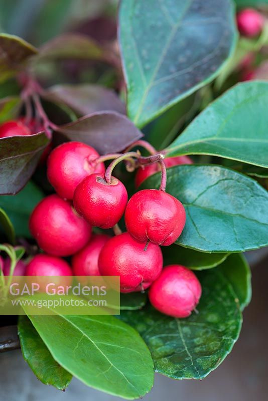 Gaultheria procumbens, checkerberry, is a dwarf evergreen shrub with rounded, evergreen leaves - aromatic if crushed - that turn red in winter. Small, pinkish flowers are followed by scarlet berries in autumn.