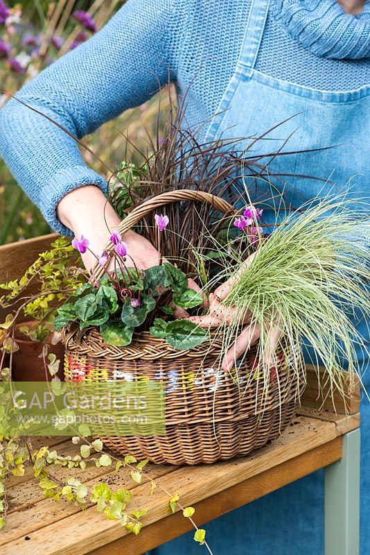 Planting an early autumn hanging basket. Plant the basket, starting with small and trailing plants near the edge and place the tallest in the centre.