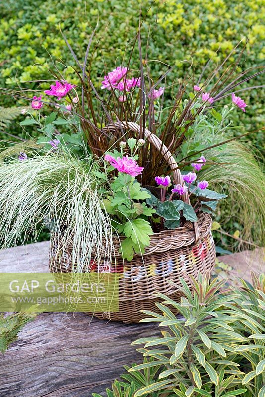 A wicker basket planted with pot mums Chrysanthemum 'Yahoo Purple', Cyclamen hederifolium, red hook sedge Uncinia rubra, frosted sedge grass Carex 'Frosted Curls', Mexican feather grass Stipa tenuissima 'Pony Tails' and trailing Indian mint Saturega douglasii