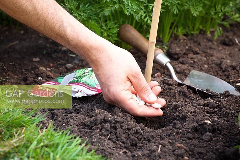 Sowing runner beans direct into the ground. Phaseolus coccineus