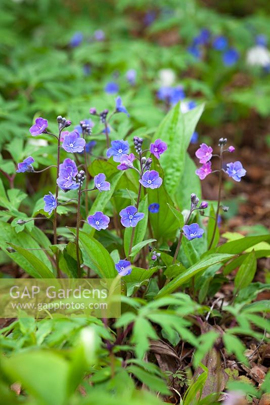 Omphalodes cappadocica AGM. Navelwort