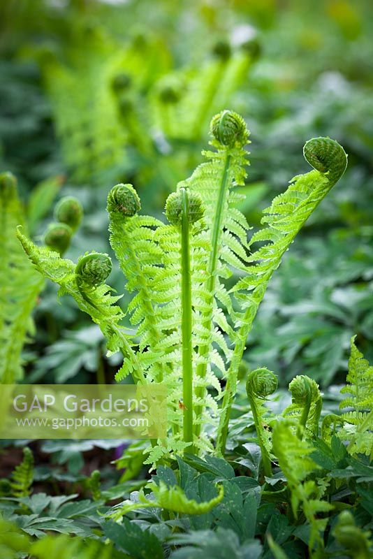 Matteuccia struthiopteris. Unfurling Shuttlecock fern. 