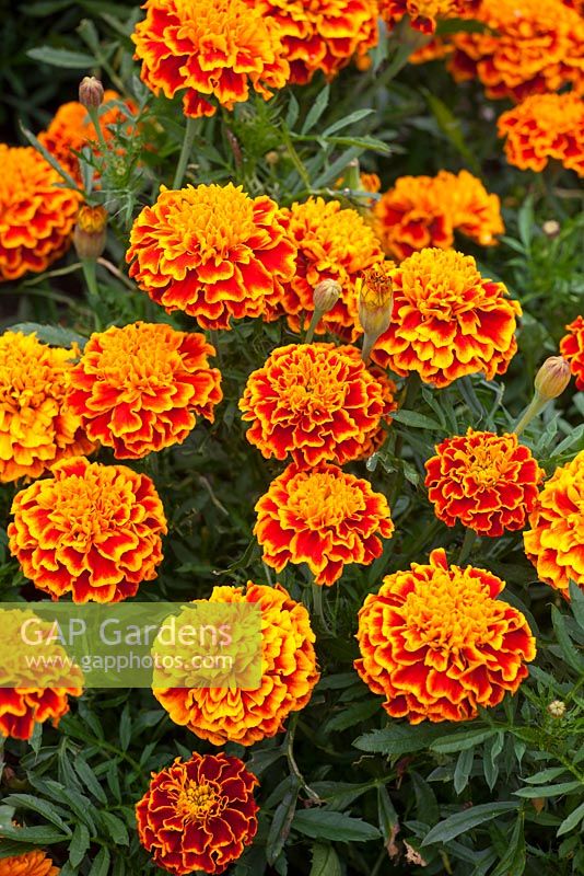 Tagetes patula 'Honeycomb'. Marigold